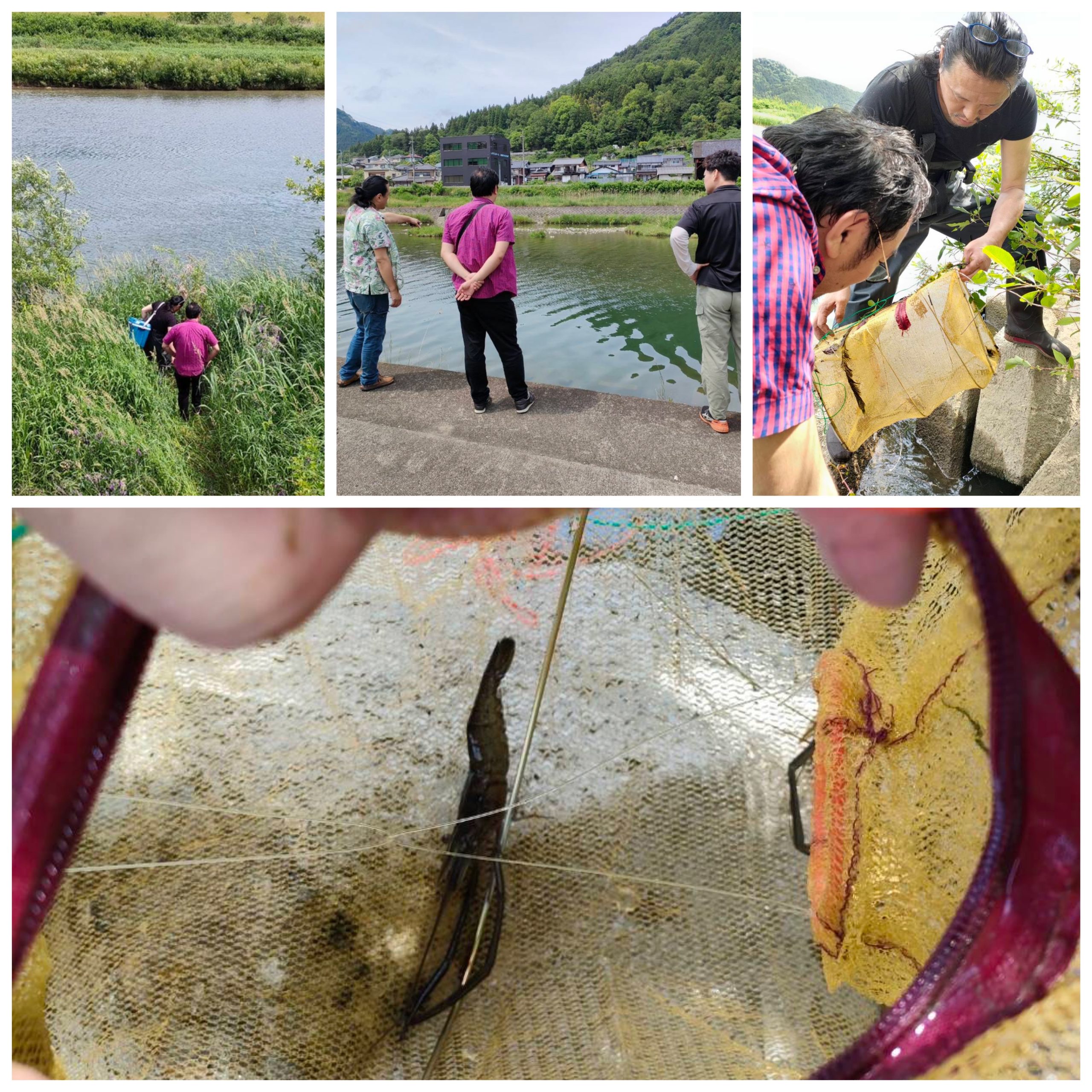 川エビが漁れ始めました！